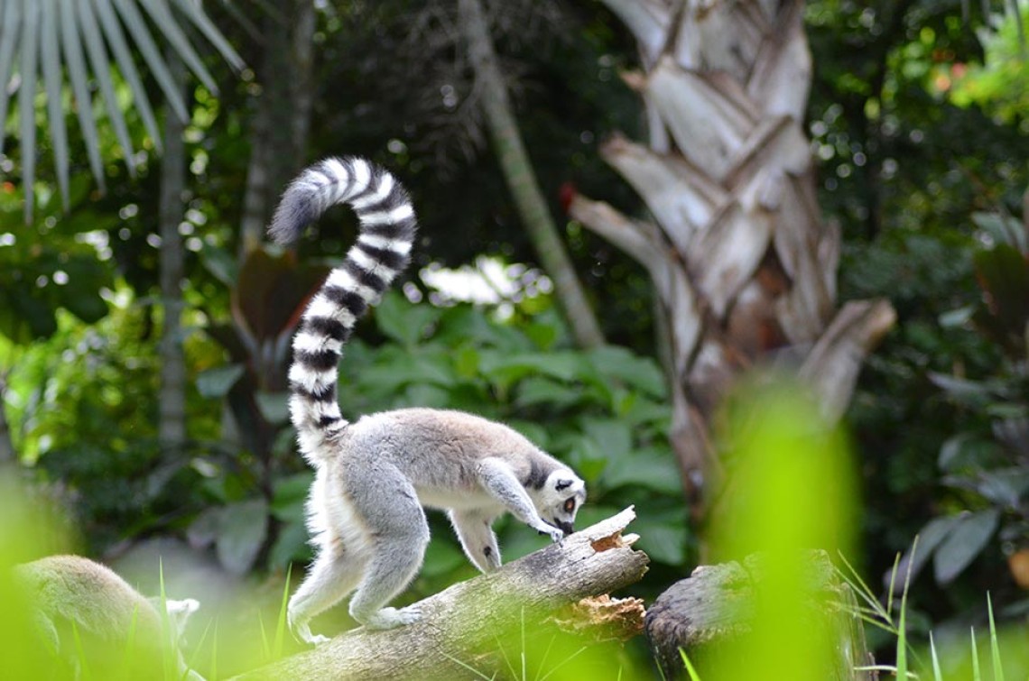 okolica_lemur